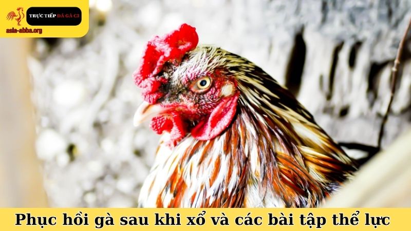 Mẹo phục hồi gà sau khi xổ và các bài tập nâng cao thể lực