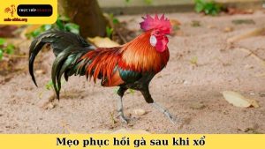 mẹo phục hồi gà sau khi xổ