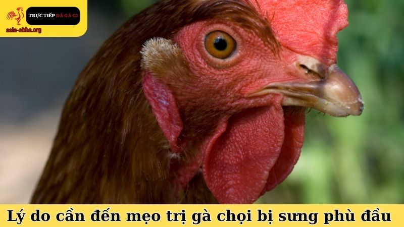 Những lý do để sư kê cần đến mẹo trị gà chọi bị sưng phù đầu