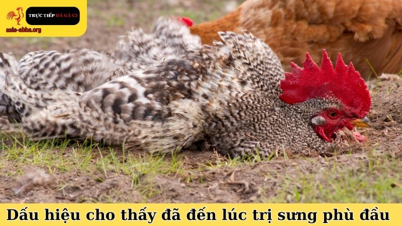 Một số dấu hiệu cho thấy đã đến lúc dùng mẹo trị gà chọi bị sưng phù đầu