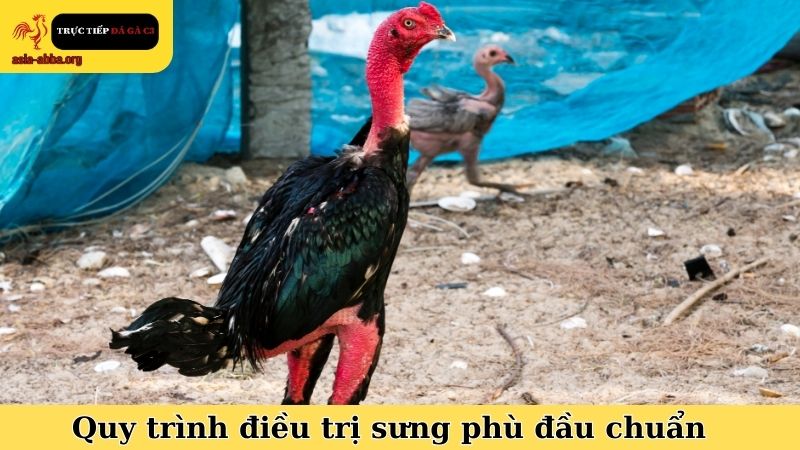 Quy trình điều trị chuẩn trong các mẹo trị gà chọi bị sưng phù đầu