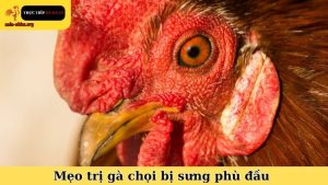 mẹo trị gà chọi bị sưng phù đầu
