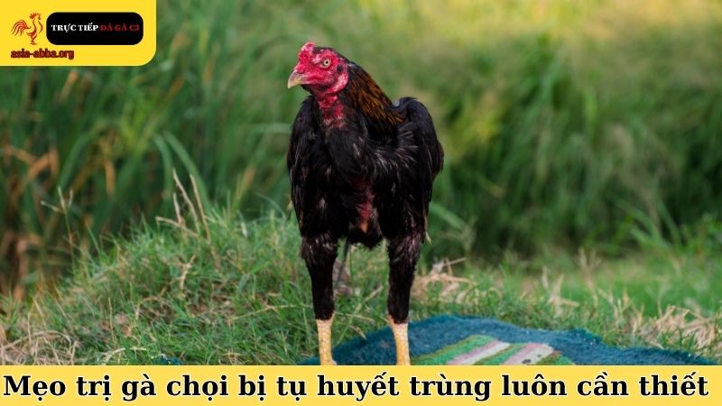Lý do vì sao mẹo trị gà chọi bị tụ huyết trùng luôn là cần thiết
