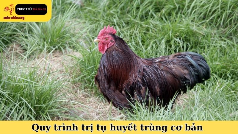 Mẹo trị gà chọi bị tụ huyết trùng và quy trình thực hiện cơ bản