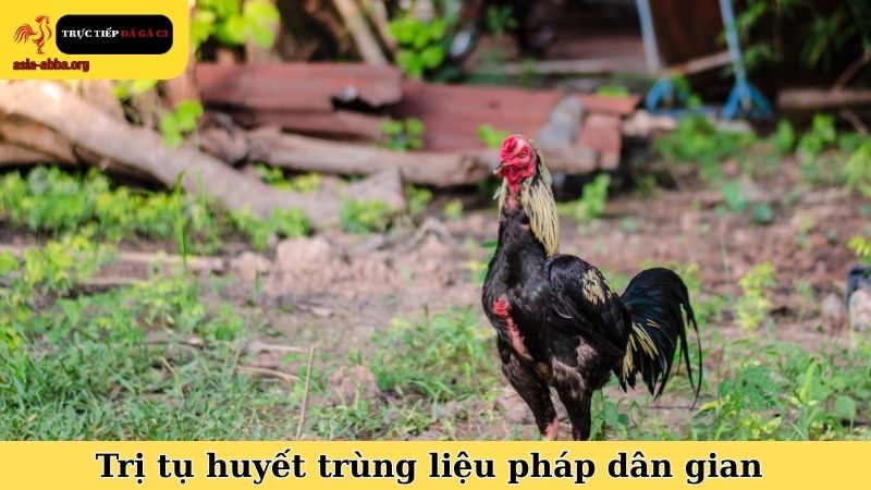 Mẹo trị gà chọi bị tụ huyết trùng kết hợp cùng liệu pháp dân gian
