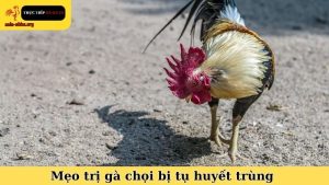 Mẹo trị gà chọi bị tụ huyết trùng