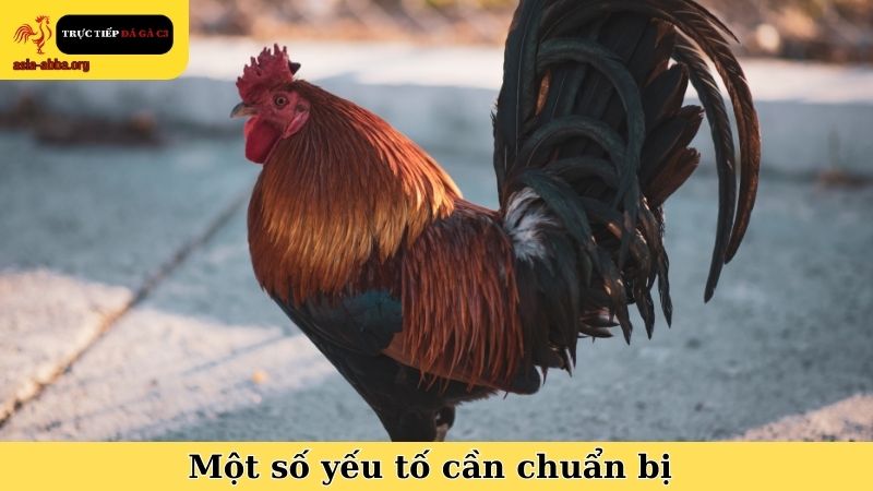 Một số yếu tố cần chuẩn bị trong phương pháp tắm nắng cho gà chọi