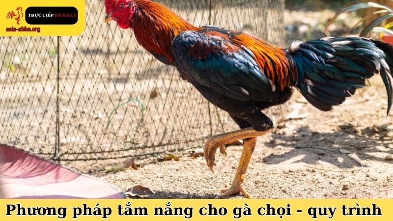 Phương pháp tắm nắng cho gà chọi và quy trình thực hiện chuẩn
