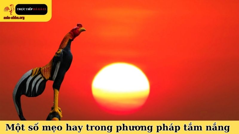 Một số mẹo hay trong phương pháp tắm nắng cho gà chọi