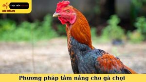 Phương pháp tắm nắng cho gà chọi