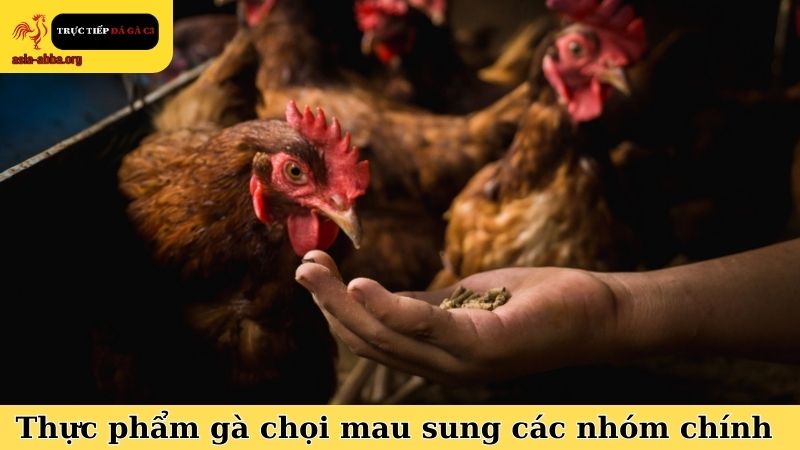 Thực phẩm giúp gà chọi mau sung và các nhóm dinh dưỡng chính