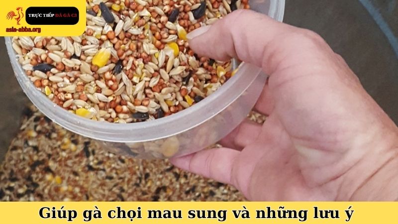 Thực phẩm giúp gà chọi mau sung và những lưu ý cần ghi nhớ