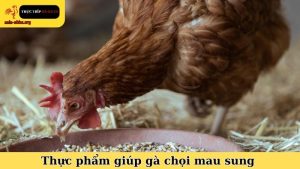 thực phẩm giúp gà chọi mau sung