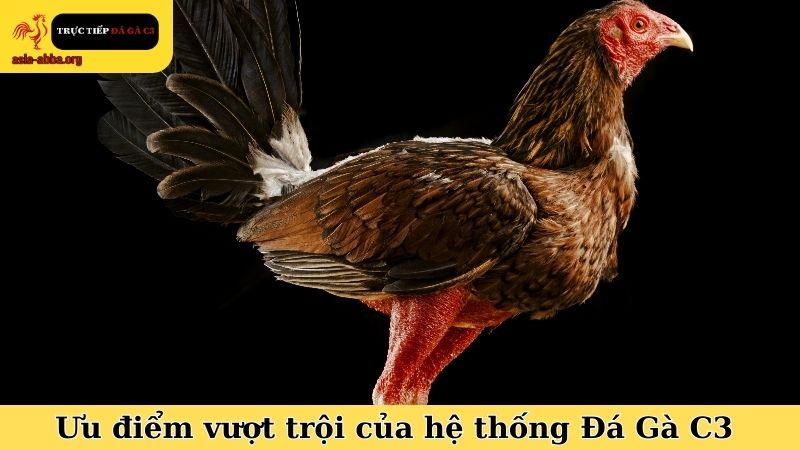 Ưu điểm vượt trội của hệ thống Đá Gà C3